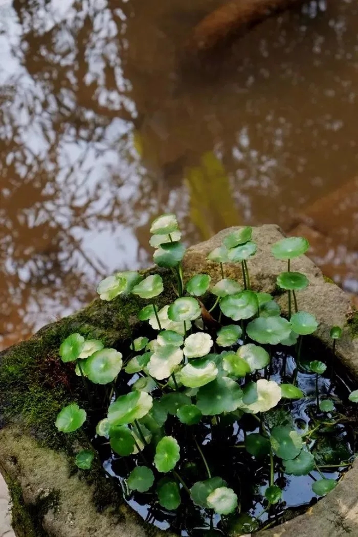 《宽窄之道》宽窄哲学：有一种宽叫做把水切薄